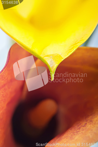 Image of Macro of two calla flowers