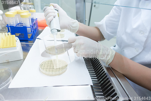 Image of Life science researcher grafting bacteria.