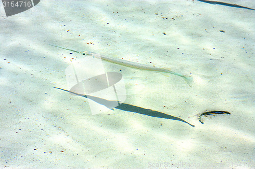 Image of   fish   isla contoy         in mexico froath and    foam     wa