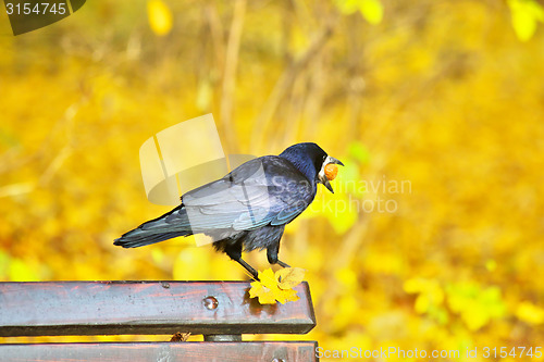 Image of Black crow sitting on bench