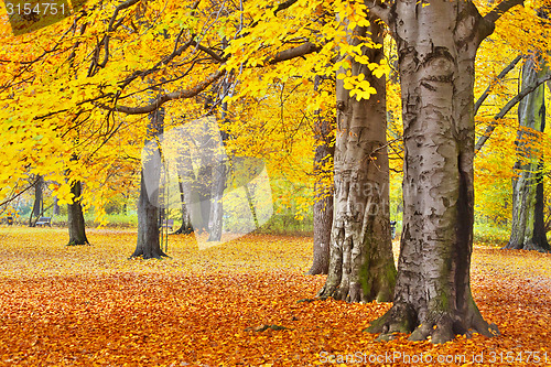 Image of Sunny path in park