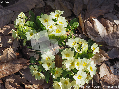 Image of Primula flower