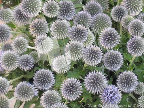 Image of Bunch of thistles.