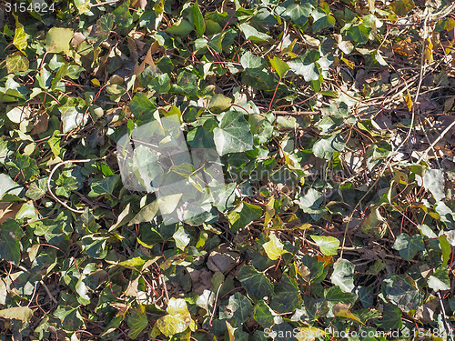 Image of Ivy leaf