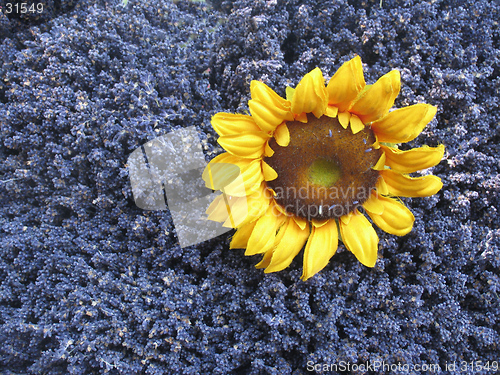 Image of Lavender and sunflower