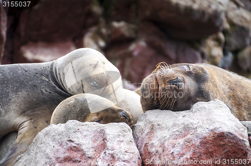 Image of Sealions pup sleeping on a rock