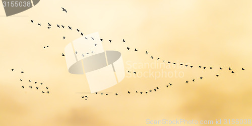 Image of Flock of birds flying in V-formation