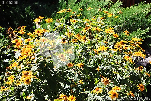 Image of yellow flowers