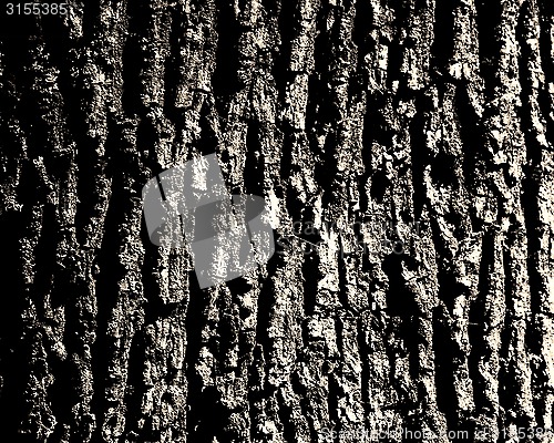 Image of oak bark