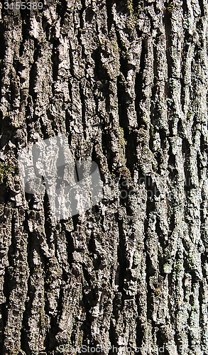 Image of oak bark