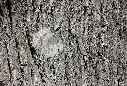 Image of oak bark