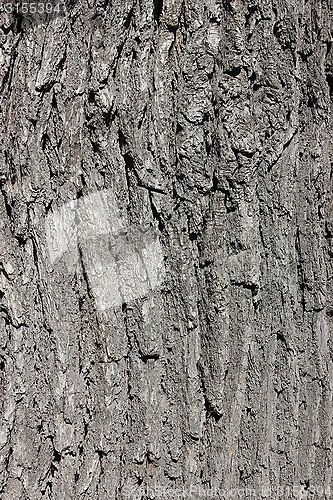 Image of oak bark