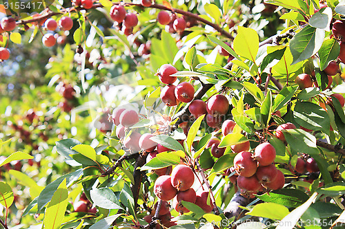 Image of red apples