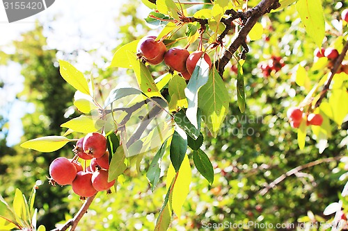 Image of red apples