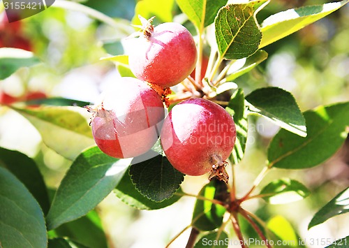 Image of red apples