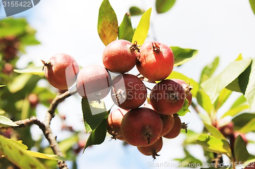 Image of red apples