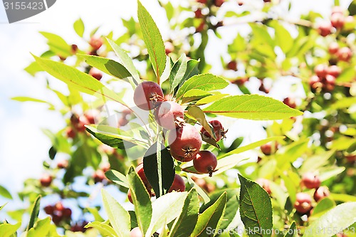 Image of red apples