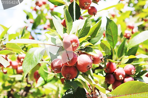 Image of red apples