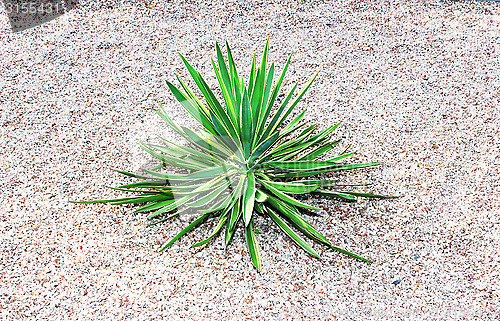 Image of cactus