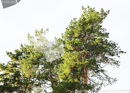 Image of Pine tree