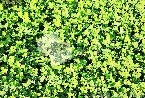 Image of clover background