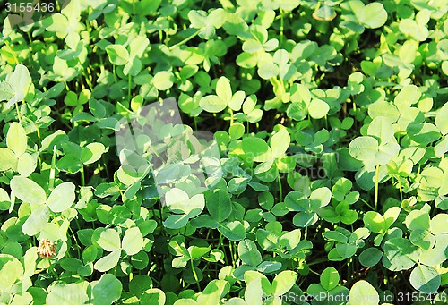 Image of clover background