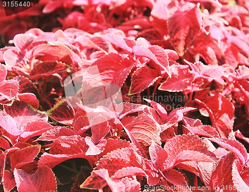 Image of Red flovers