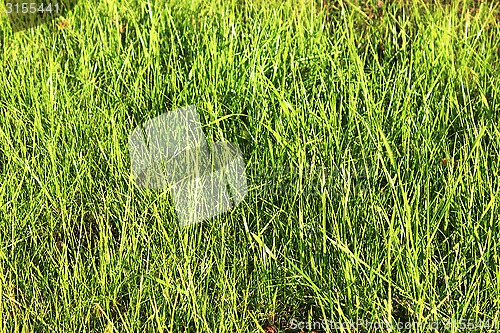 Image of Green grass background