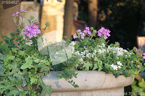 Image of flowers