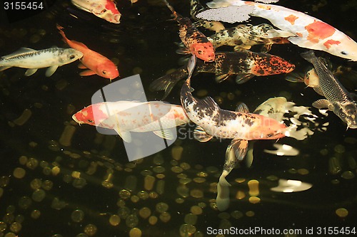 Image of Koi Carps