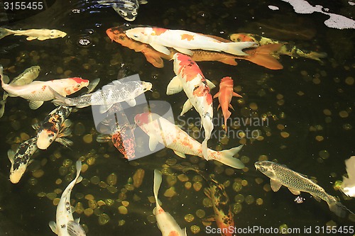 Image of Koi Carps