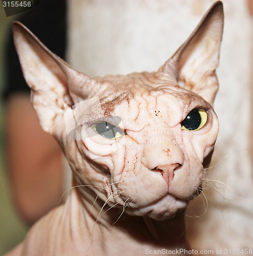 Image of Hairless white cat.