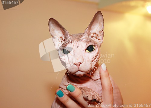 Image of Hairless white cat.