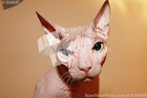 Image of Hairless white cat.