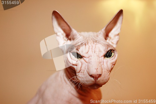 Image of Hairless white cat.