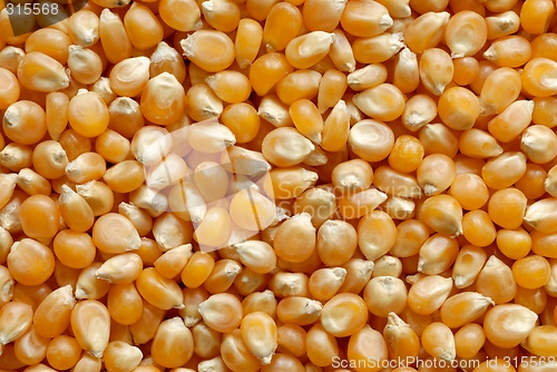 Image of Corn