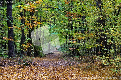 Image of Fall