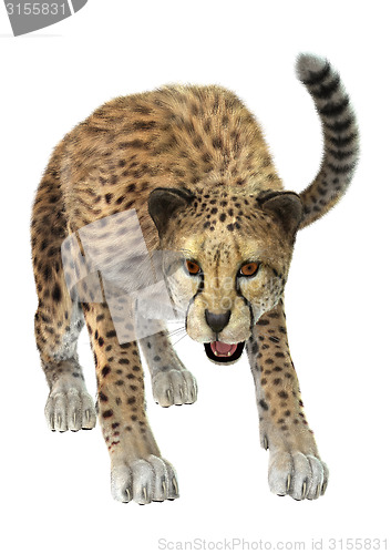 Image of Cheetah