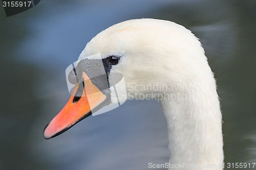 Image of Head profile single portrait of white graceful swan