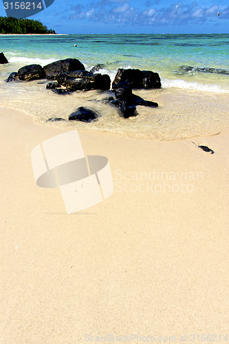 Image of ile du cerfs seaweed in indian  