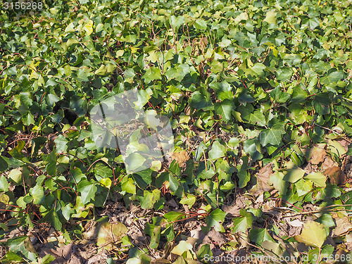 Image of Ivy leaf