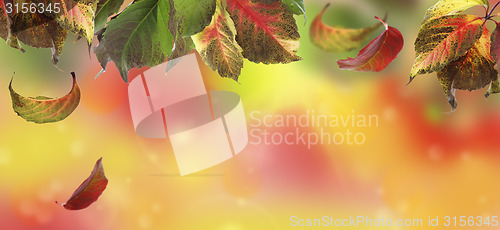 Image of Collage with colorful autumn leaves.