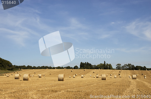 Image of Golden fields