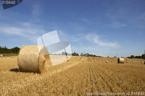 Image of Golden fields