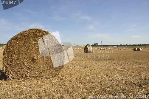 Image of Golden fields 8