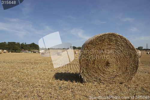 Image of Golden fields 10