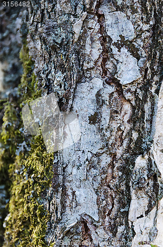 Image of one tree stamm