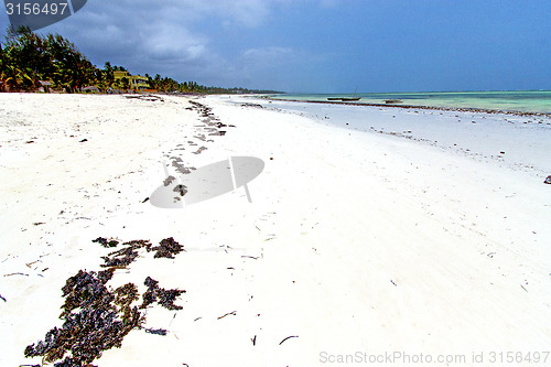 Image of seaweed beach   in zanzibar   indian  