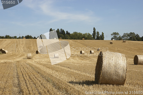 Image of Golden fields