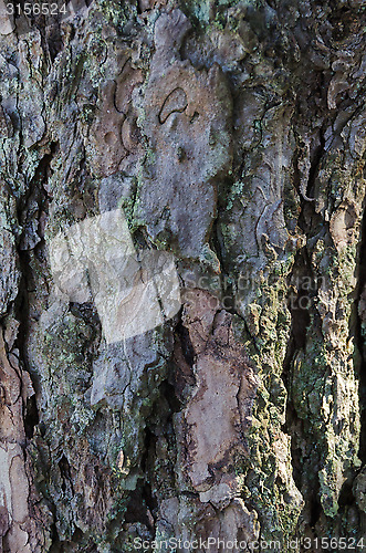 Image of tree stamm